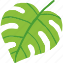 monstera, leaf, isolated, tropical, summer
