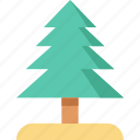 christmas tree, evergreen tree, fir tree, greenery, tree