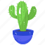 cacti, cactus plant, prickly plant, succulent, houseplant 