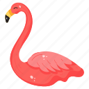 phoenicopterus, flamingo, bird, creature, specie