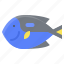 animal, blue tang fish, fish, paracanthurus, summer 