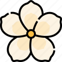 frangipanier, botanical, blossom, flower, nature