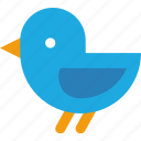 bird, fly, tweet