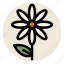 chamomile, daisy, flower, herbal tea, leaf, plant, tea 