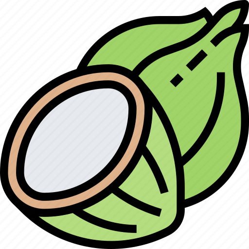 Coconut, palm, fruit, tropical, ingredient icon - Download on Iconfinder