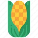 corn, corncob, harvest, maize, thanksgiving, cereal, grain