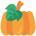 pumpkin, vegetable, harvest, thanksgiving, autumn, food, fruit