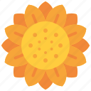 sunflower, flower, summer, plant, flora, nature, thanksgiving