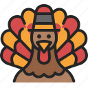 turkey, pilgrim, thanksgiving, bird, animal, wildlife, poultry