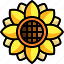sunflower, flower, farming, gardening, botanical, blossom, petals, nature, curves