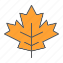 canada, plant, maple, nature, leaf, thanksgiving, ottawa