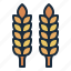 wheat, thanksgiving, autumn, fall 