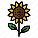 sunflower, flower, botanical, bloom, seeds, plant