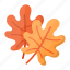 maple, autumn, leaf, leaves, nature, thanksgiving, maple leaves 