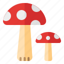 mushroom, fungi, edible, forest, cap, fungus