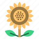 thanksgiving, sunflower, flower, farm, blossom, garden