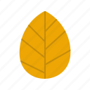autumn, fall, leaf, leaves, maple, thanksgiving, yellow