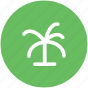 beach, coconut tree, date tree, island, palm, palm tree