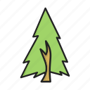 ecology, fir tree, nature, tree