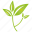 green, leaf, plant, tree 
