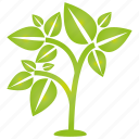 green, leaf, plant, tree