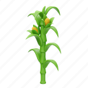 corn, corn stalk, vegetable, agriculture, maize, food, farm, green 