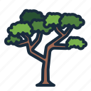tree, botanical, nature, ecology, acacia tortilis