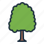 elm, tree, botanical, nature, ecology 