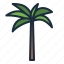 palm, coconut, tree, botanical, nature, ecology, royal palm