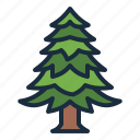 spruce, pine, tree, botanical, nature, ecology