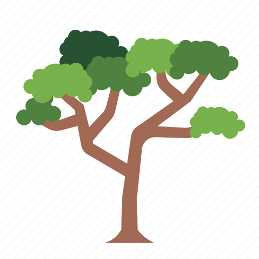 Tree, botanical, nature, ecology, acacia tortilis icon - Download on Iconfinder