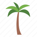coconut, tree, palm, botanical, nature, ecology