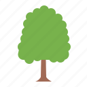 elm, tree, botanical, nature, ecology