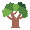 oak, tree, botanical, nature, ecology