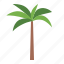 palm, coconut, tree, botanical, nature, ecology, royal palm 