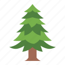 spruce, pine, tree, botanical, nature, ecology