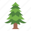 spruce, pine, tree, botanical, nature, ecology 