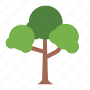 tree, botanical, nature, ecology, 1