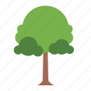 tree, botanical, nature, ecology