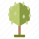 nature, perennial, infographic, tree, forest