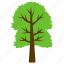 cimmaron ash, forest, fraxinus pennsylvanica, greenery, tree 