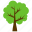 aesculus hippocastanum, chestnut tree, ecology, evergreen tree, tree 