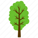 agriculture, broad leaves tree, cedar tree, cedar wood, forest tree
