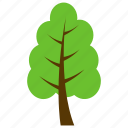 hardwood tree, hornbeam, ironwood, musclewood, spreading trees