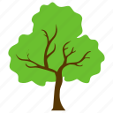 charter oak tree, deciduous tree, evergreen, forestry, shrub tree