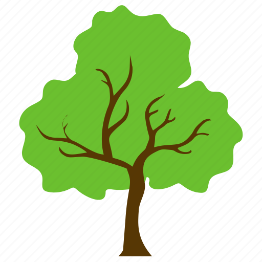 Charter oak tree, deciduous tree, evergreen, forestry, shrub tree icon