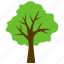 basswood tree, forest, generic tree, green foliage, odorless wood 