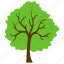 ecology, flowering tree, generic tree, jerusalem thorn, nature 