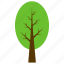 columnar beech, evergreen tree, forest, generic tree, tree 