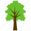 chestnut oak, chestnut tree, deciduous tree, shrubs, spreading trees 